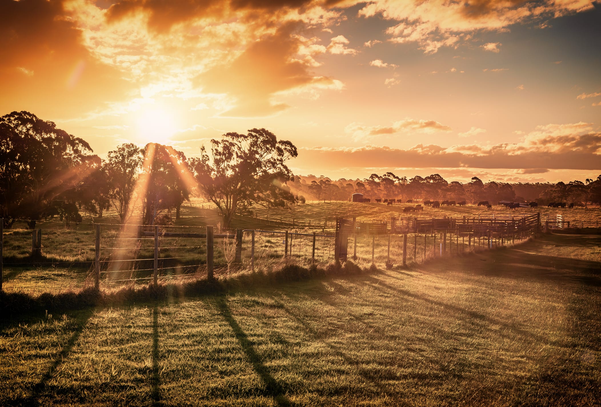 Farm succession in WA: when the farm becomes the fault line